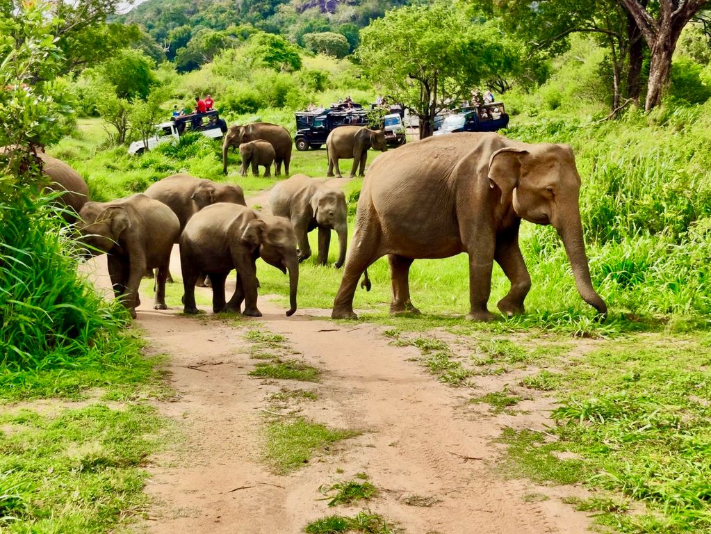 Olifanten spotten Sri Lanka